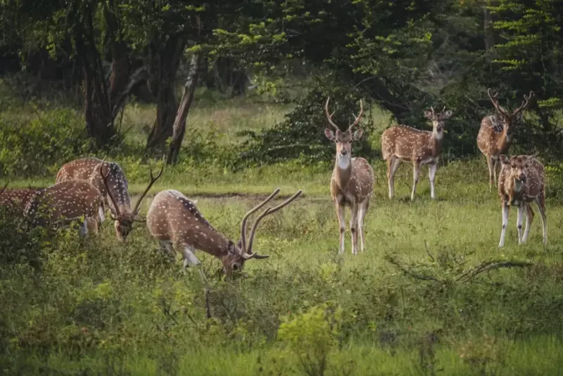 Treasures of Sri Lanka